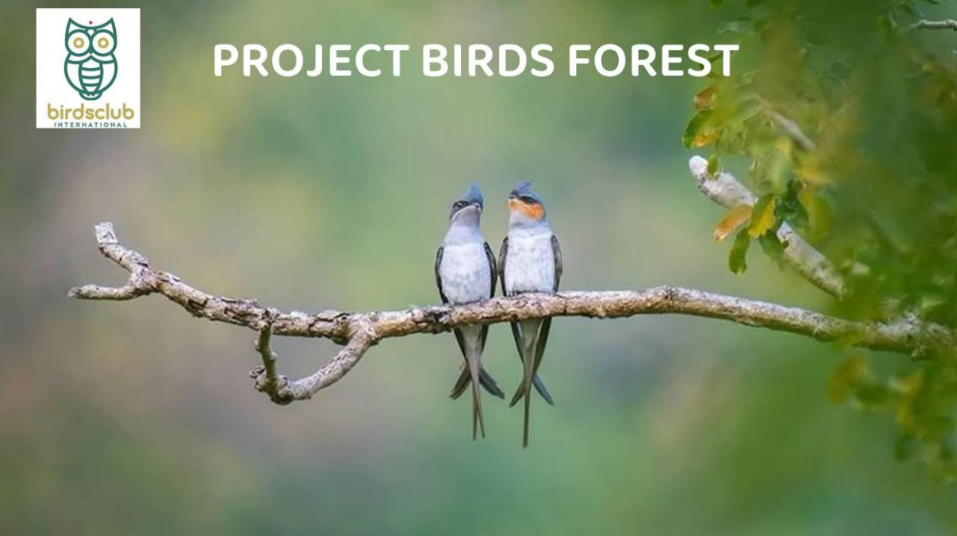 Birds Forest